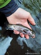 Image result for Rainbow Trout Jumping