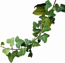 Image result for Climbing Ivy PNG