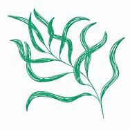 Image result for Willow Branch Leaf Wilson