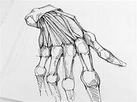 Image result for Basic Human Anatomy Drawing