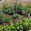 Image result for Community Garden Plots