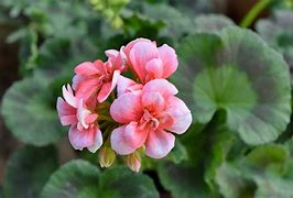 Image result for Japanese Maple Leaf Blossom