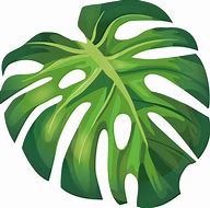 Image result for Leaf Vector Illustration