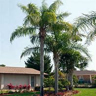 Image result for Queen Palm Tree