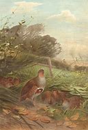 Image result for partridge bird painting