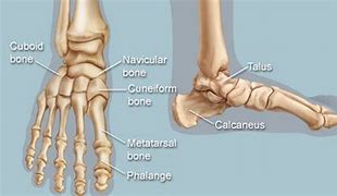 Image result for Normal X-ray Kaki Manusia