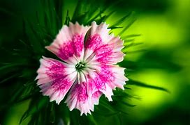 Image result for Free Flower Photography