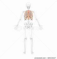 Image result for Backbend Rib Cage