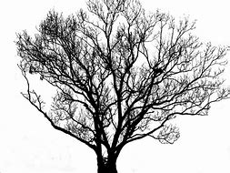 Image result for Tree Branch with Acorn Template