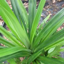 Image result for Pandan Leaf Plant