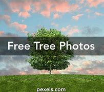 Image result for Stock Image Tree On Wall