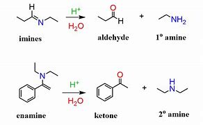 Image result for Amide Bond Hydrolysis