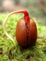 Image result for How to Plant Acorns