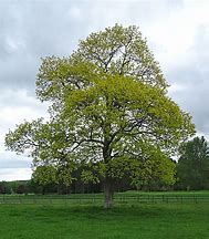 Image result for Red Oak Tree UK