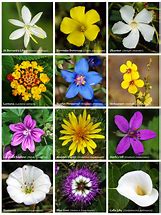 Image result for Daisy Flower Stencil