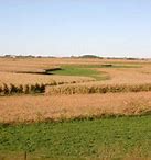 Image result for Old Corn Field