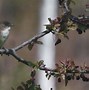 Image result for Small Songbirds