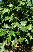 Image result for Oregon White Oak Planting