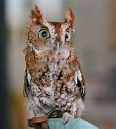 Image result for Serious Owl