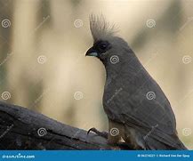 Image result for Bird Perched On a Branch