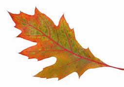 Image result for Images of Fall Trees and Leaves