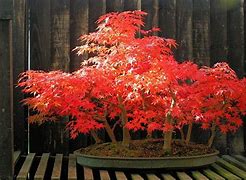 Image result for How to Grow Bonsai Tree