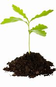 Image result for Oak Tree Sprout