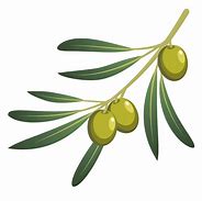 Image result for Olive Branch Vector Art PNG