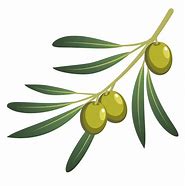 Image result for Olive Branch Transparent Background