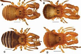 Image result for World's Rarest Spider