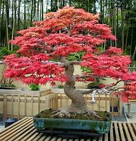 Image result for Best Looking Bonsai Trees