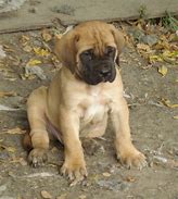 Image result for English Mastiff