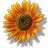 Image result for Sunflower Clip Art Free