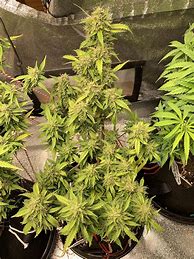 Image result for Hindu Kush Autoflower