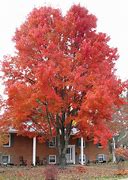 Image result for Red Maple