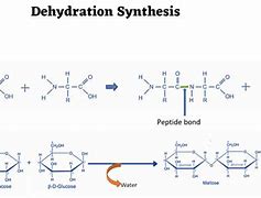 Image result for Bethany Lau Dehydration Synthesis