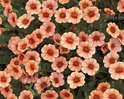 Image result for Peach Colored Flowers