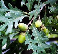 Image result for White Oak Tree Leaf