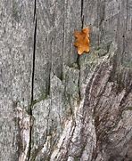 Image result for Dry Oak Leaf