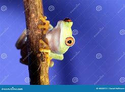 Image result for Funny Red-Eyed Tree Frog