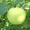 Image result for A Picture of an Apple Tree