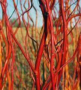 Image result for Salix Species