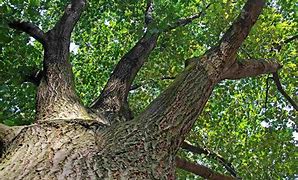 Image result for American Red Oak Tree