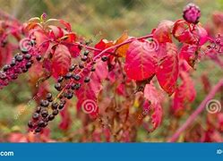 Image result for Black Cherry Tree Care