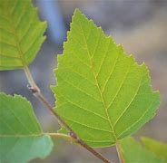 Image result for Birch Leaves Cut Out