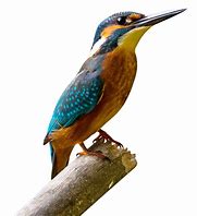 Image result for Drawing of a Bird On a Branch with a Colourful Background