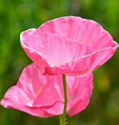 Image result for Poppy Flower Photography