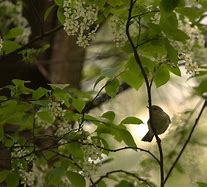 Image result for Small Bird On Branch