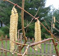 Image result for Hazelnut Bloom