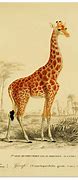 Image result for Watercolor Animal Prints